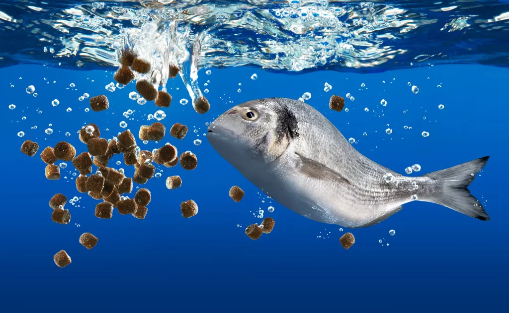 Aquaculture feed fish feed shrimp feed and nutrition technology