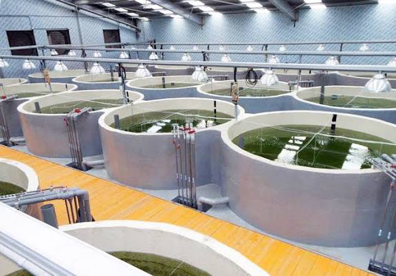 Fish hatchery breeding technology and aquaculture tanks