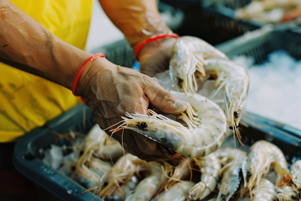 Shrimp farming aquaculture technology and shrimp production